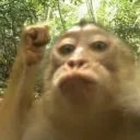 MONKEY ISLANDS discord icon