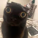 cat and cats discord icon