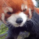 Vermin Grove discord icon