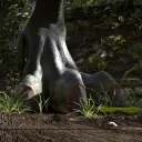 AllosaurusPawprint