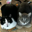 TCT Discord Server Icon