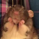 🐇 cheeky rodents 𓍢ִ໋🌷͙֒🪐 discord icon