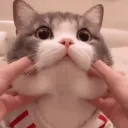 𝕋𝕙𝕖 ℂ𝕒𝕥 𝕋𝕠𝕨𝕟 🐾