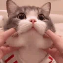 𝕋𝕙𝕖 ℂ𝕒𝕥 𝕋𝕠𝕨𝕟 🐾