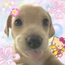 🌺           momokos.land        ₊˚ෆ        𓆉