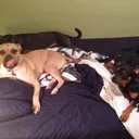 The Dog house