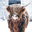 The Highland Cow Cattle Club