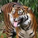 TIGRÃO GAMES🐯