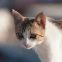 Tides of the Storms || Warrior Cats RP