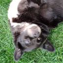 Discovery icon for /ᐠ schizolusie ᐟ\ Discord server