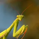 Bug World!!!!!!!!