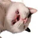 Kumi