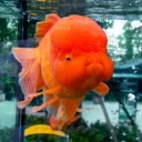 Fish Land  Discord Server Icon