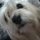 Gotham City Discord Server Icon