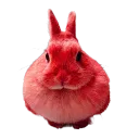 TheBurrow™