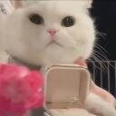goofy kittens Discord Server Icon
