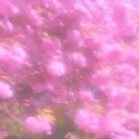 Sweet Escape Fujimori
