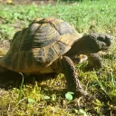 Arturo Discord server icon