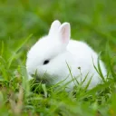 Le Royaume Des Lapins 🐰