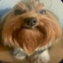 La grasa god poto 🔥 Discord server icon