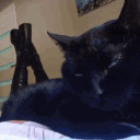 𝐶𝑢𝑡𝑒𝑠𝑦 ⸸