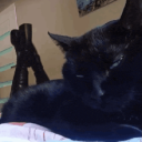 Discovery icon for 𝐶𝑢𝑡𝑒𝑠𝑦 ⸸ Discord server