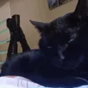 𝐶𝑢𝑡𝑒𝑠𝑦 ⸸ Discord Server Icon