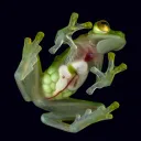 Frogcels