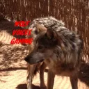 Wolf Voices Gaming International (WVGI)