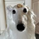 borzoi cult Discord Server Icon