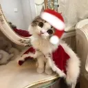 ✨ Kat Christmas ✨ discord icon