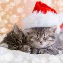 Kitten | NA & EU
