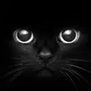 Servicios y Referencias de catblack