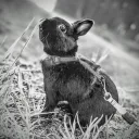 ALL ABOUT BUNNIES WIKI