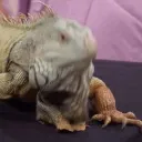 🦎IGUANA🦎 community server