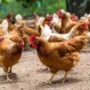 faction poulet
