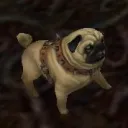 Sheek & Hokkies Pugs
