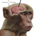 Braincells United, Sometimes