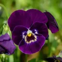 the purple flowers