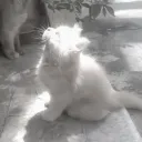 ♡⊹˚₊ 𝒜𝓃𝑔𝑒𝓁 𝒞𝒾𝓉𝓎 ₊˚⊹♡'s icon