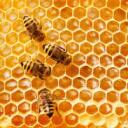 Raelaz's Hive Discord Server Icon
