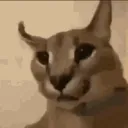 UNITED STATES OF SLAY 🫡 Discord Server Icon