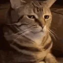 solitude. Discord Server Icon