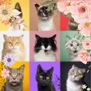 ☕「Chats and Cats」☕