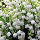 Lily of The Valley Discord Server Icon