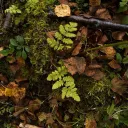 Jaded Foliage