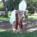 The Church Of The Holy Cow
