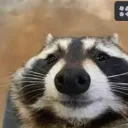 Racoons