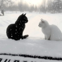 Discovery icon for XOXO  nitro • social • hangout • anime • guild • pfps • emotes • roblox • gaming • art  • gws Discord server