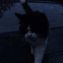 the dark corner avatar